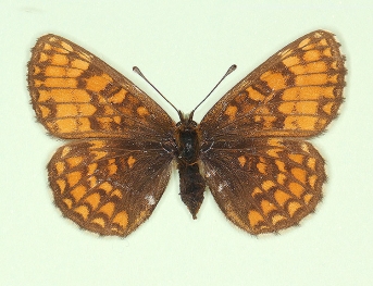 obsoleta Heath Fritillary (Melitaea athalia)