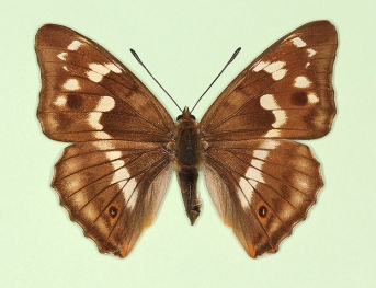 leschangei Purple Emperor (Apatura iris)