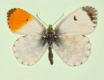 bilateral gynandromorph Orange-tip (Anthocharis cardamines)