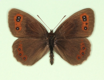 inequalis Scotch Argus (Erebia aethiops)