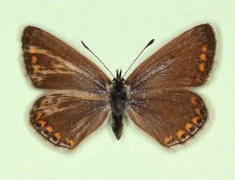 scale defect Common Blue (Polyommatus (Lysandra) icarus)