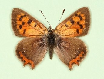 ignita + caeruleopunctata Small Copper (Lycaena phlaeas)