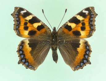 tripuncta Small Tortoiseshell (Aglais urticae)