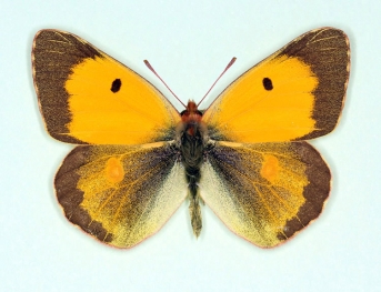 retronigra Clouded Yellow (Colias croceus)