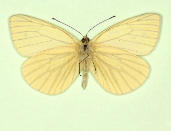 sulphurea + pallidus Green-veined White (Pieris napi)