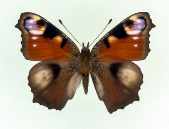 exoculata Peacock (Inachis io)