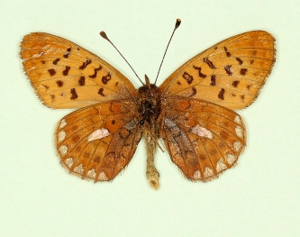 nov Pearl-bordered Fritillary (Boloria euphrosyne)