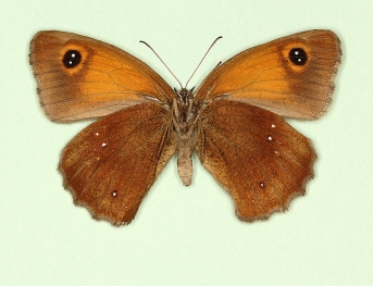lugens Gatekeeper (Pyronia tithonus)