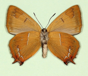 unistrigata Brown Hairstreak (Thecla betulae)