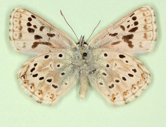 transiens Chalkhill Blue (Polyommatus (Lysandra) coridon)