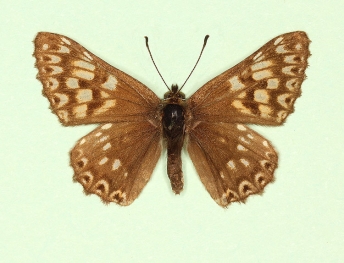 leucodes Duke of Burgundy (Hamearis lucina)