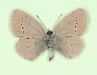 costajuncta Small Blue (Cupido minimus)