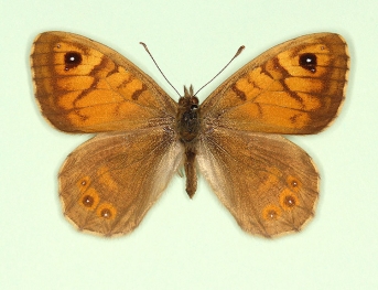 ab. nov Wall (Lassiommata megaera)