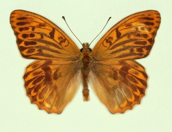 ocellata Silver-washed Fritillary (Argynnis paphia)