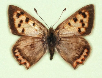 scale defect Small Copper (Lycaena phlaeas)