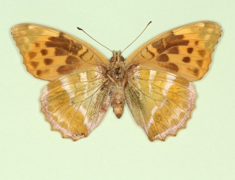 nov Silver-washed Fritillary (Argynnis paphia)