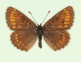 cymothoe Heath Fritillary (Melitaea athalia)