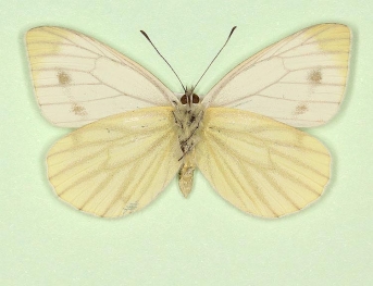 sulphurea + pallidus Green-veined White (Pieris napi)