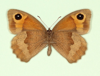 anticrassipuncta Meadow Brown (Maniola jurtina)
