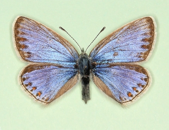 pallidula Common Blue (Polyommatus (Lysandra) icarus)