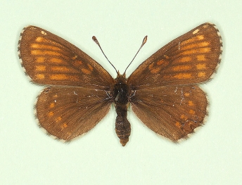 cymothoe Heath Fritillary (Melitaea athalia)