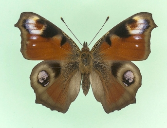 prochnovi Peacock (Inachis io)