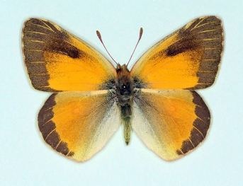 nigrofasciata Clouded Yellow (Colias croceus)