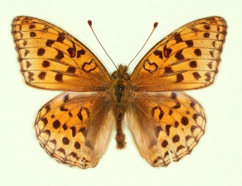 nov High Brown Fritillary (Argynnis adippe)