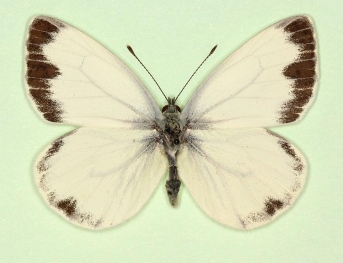 funebris Green-veined White (Pieris napi)