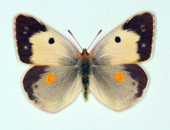 nigra Clouded Yellow (Colias croceus)