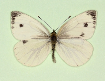 gynandromorph Green-veined White (Pieris napi)