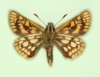circumcincta Chequered Skipper (Carterocephalus palaemon)