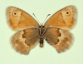 nolkeniana Small Heath (Coenonympha pamphilus)