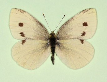 UK Butterflies - Small White - Pieris rapae