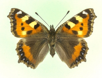 parvinotata Small Tortoiseshell (Aglais urticae)