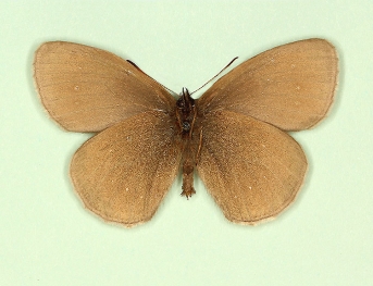 infra-pallida Ringlet (Aphantopus hyperanthus)