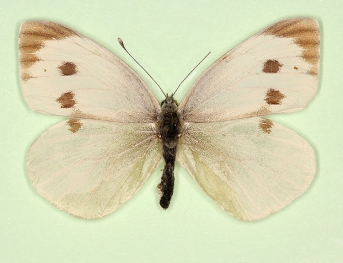 nov Large White (Pieris brassicae)