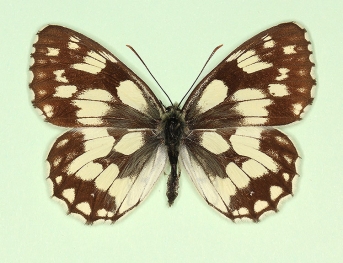 trans ab. valentini Marbled White (Melanargia galathea)