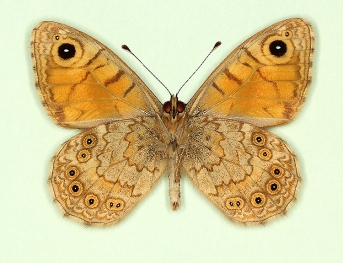 ab. nov Wall (Lassiommata megaera)