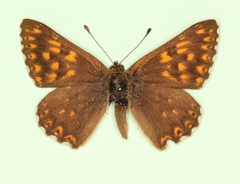 obscura Duke of Burgundy (Hamearis lucina)