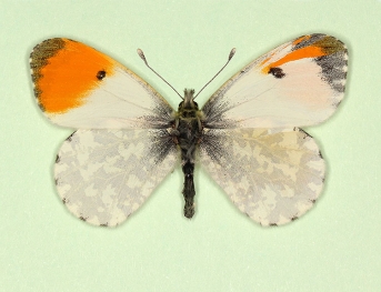 gynandromorph Orange-tip (Anthocharis cardamines)