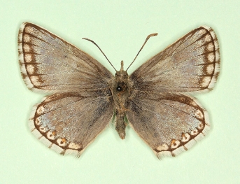 pulla + fowleri + margino Chalkhill Blue (Polyommatus (Lysandra) coridon)