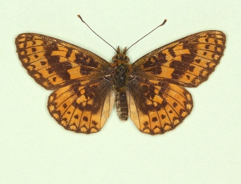extreme transversa Small Pearl-bordered Fritillary (Boloria selene)