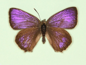 violacea Purple Hairstreak (Neozephyrus quercus)