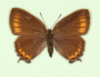 excessa Black Hairstreak (Satyrium pruni)