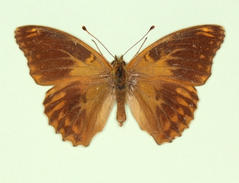 nigricans Silver-washed Fritillary (Argynnis paphia)