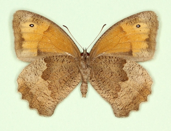antiparvipuncta Meadow Brown (Maniola jurtina)