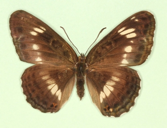 obliterae White Admiral (Limenitis camilla)