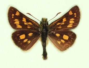 restricta Chequered Skipper (Carterocephalus palaemon)