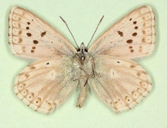 ultraalboradia Chalkhill Blue (Polyommatus (Lysandra) coridon)